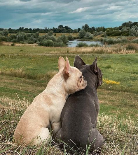 French Bulldogs Aesthetic, Frenchie Aesthetic, French Bulldog Aesthetic, Frenchie Bulldog Puppy, French Bulldog Tan, Pug Meme, Family Dog Photos, Frenchie Hoodie, Frenchie Shirt