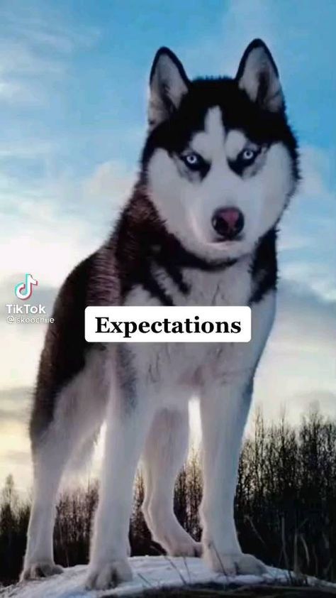 mycutesthusky on Instagram: True 🤪❤️ - 📸: @ skoochie via TT . . . . . . #husky #huskypuppy #huskypuppies #huskyheaven #huskymix #huskylove #huskyworld #huskylife… Husky Videos, Husky Funny, Cute Husky, Pet Memes, Siberian Husky Puppies, Really Cute Dogs, A Husky, Cute Little Puppies