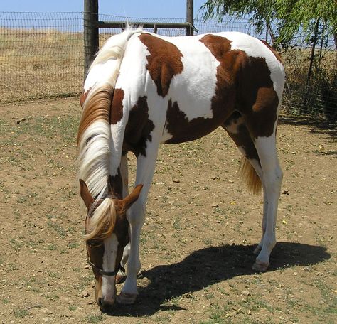 Paint Horses For Sale, Liver Chestnut, Horse Crazy Girl, American Paint Horse, Paint Horses, Horse Coats, Horse Colors, Pinto Horse, Horse Therapy