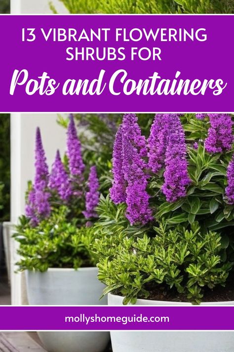 Discover the best flowering shrubs for pots and containers that are perfect for adding color and beauty to your outdoor spaces. From easy-to-grow compact shrubs to beautiful perennial plants, find the perfect trees and shrubs that thrive in containers. Whether you have full sun or limited space, these evergreen and year-round plants will flourish in small containers. Elevate your container garden with these stunning options! Purple Bushes Shrubs Front Yards, Purple Flowering Shrubs, Virginia Sweetspire Shrubs, Royal Purple Smokebush Shrub, Purple Shrubs, Daphne Shrub, Mountain Laurel, Butterfly Bush, Blooming Plants