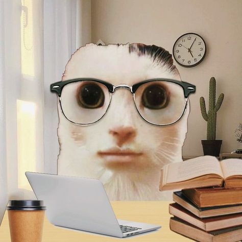 👁👁 on Instagram: "studious ah cat — admin note: due to finals, goofyahcat will have a short hiatus. wishing the best to any other students with exams 👍" Studious Cat, College Cat, Bored People, Goofy Cat, Cat Duo, Nerd Cat, Short Cat, Nerd Funny, Evil Cat