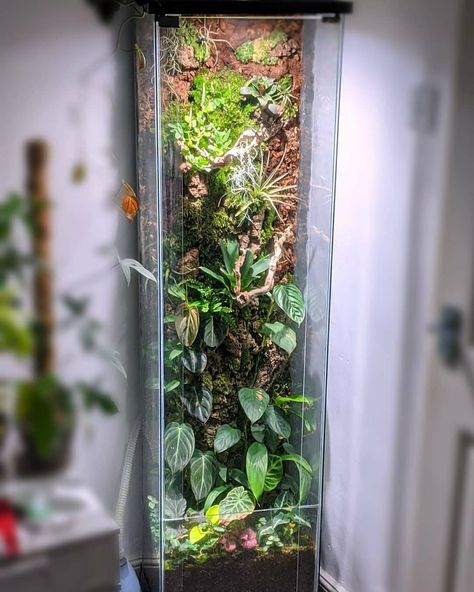 Ikea Cabinet Terrarium, Terrarium Cabinet, Big Terrarium, Ikea Terrarium, Tall Terrarium, Tall Aquarium, Insect Terrarium, Ikea Fabrikor, Vitrine Ikea