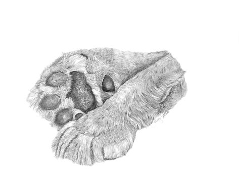 Lion paws, print of original pencil drawing, nature, cat, wildlife, christian art by SherryAdkinsartwork on Etsy Pencil Drawing Nature, Lion Paws, Paw Drawing, Lion Sketch, Drawing Nature, Lion Drawing, Lion And Lamb, Pencil Drawing Tutorials, Lion Paw