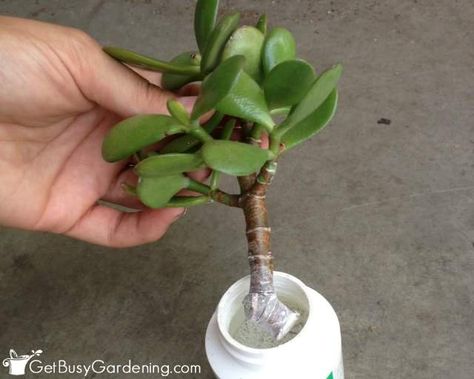 Jade Propagation, Rooting Succulents, Propagating Jade, Multiplier Des Plantes Grasses, Jade Plant Care, Propagate Succulents, Making Plant Pots, Plant Benefits, Jade Plant