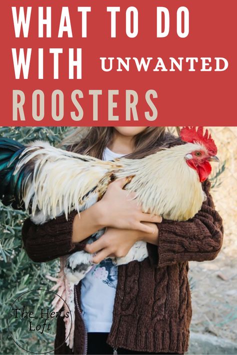 Rooster House Diy, Rooster Coop Ideas Diy, Roosters And Chickens, Rooster House Ideas, Rooster Bachelor Coop, Rooster Coop Ideas, Big Chicken Coop Ideas, Rooster Recipes, Raising Chickens Diy