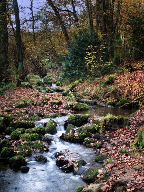 Woodland Stream, Rowan Tree, Alice Book, Ash Tree, Nature Reserve, Nature Photography, Ash, Art Inspiration, Trees