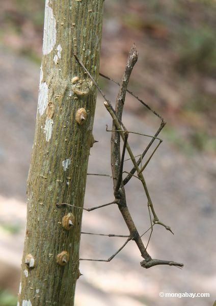 Walking stick insects mating (Proscopiidae family) Walking Stick Insect, Camouflage Animal, Interesting Bugs, Stick Insects, Mantis Religiosa, Stick Bug, Stick Insect, Animal Adaptations, Insects Theme