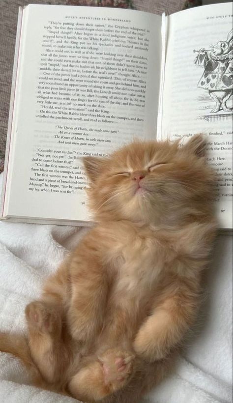 #Cats #Funnycat #Animals #Cyte-Cats Kittys Cute, Cute Kittens Pictures, Cool Cat Aesthetic, Cat Aesthetic Pictures, Cutesy Aesthetic, Cats And Books, The Cutest Animals, Haiwan Comel, Dream's Cat