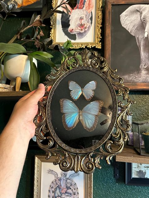 Two Morpho butterflies in a real vintage bubble glass frame with a black velour background. All specimen are spread by me, ethically and sustainably sourced. Vintage Butterfly Decor, Butterfly Terrarium, Real Butterfly Art, Gothic Gallery Wall, Botanical Aesthetic, Framed Butterfly, Celestial Decor, Dark Botanical, Butterfly Room