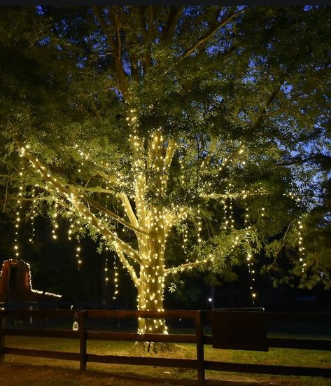 Christmas Lights Outdoor Trees, Hanging Tree Lights, Exterior Christmas Lights, Outdoor Tree Lighting, Christmas Lights Outside, Light Up Tree, Backyard Trees, Hanging Christmas Lights, Outdoor Christmas Tree