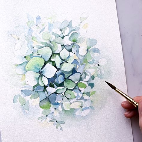 Watercolour Hydrangeas How To Paint, Hydrangea How To Draw, Botanical Illustration Hydrangea, Drawing Of Hydrangea, How To Paint Watercolor Hydrangeas, Hydrangea Coloring Pages, Hydrangea Watercolour Painting, Watercolour Hydrangea Tutorial, How To Draw A Hydrangea