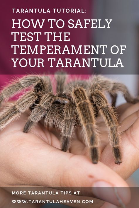 Tarantula Care Guide, Pink Toe Tarantula Enclosure, Arboreal Tarantula Enclosure, Tarantula Aesthetic, Tarantula Enclosure Ideas, Cute Tarantula, Tarantula Pet, Tarantula Habitat, Spider Cute