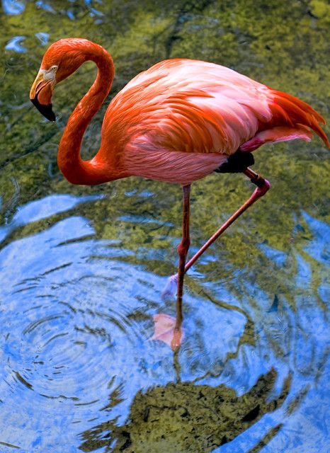 American Flamingo | Photo taken at Palm Beach Zoo, Florida. … | Flickr American Flamingo, Flamingo Drink, Flamingo Pictures, Flamingo Photo, Wild Animal Wallpaper, Flamingo Painting, Flamingo Bird, Flamingo Art, Bird Artwork