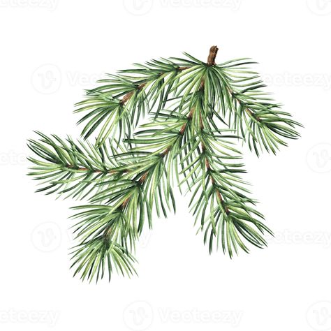 Pine Needle Drawing, Pine Tree Branch Drawing, Pine Cone Drawing Step By Step, Christmas Tree Illustration Drawings, Dotted Bottles, Pine Branch Drawing, Spruce Tree Drawing, Spruce Drawing, Spruce Tattoo