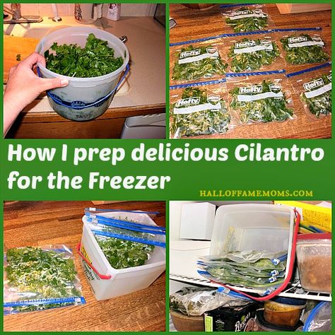 how to prepare and freeze cilantro How To Save Cilantro, Cilantro Ideas, Freeze Cilantro, Freezing Cilantro, Freeze Herbs, How To Grow Cilantro, Grow Mango, Grow Cilantro, Vegetarian Freezer Meals