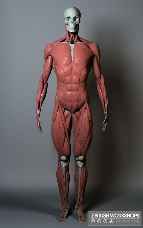 Human Muscle Anatomy, Human Anatomy Reference, 3d Anatomy, Life Drawing Reference, Man Anatomy, Anatomy Models, Anatomy Tutorial, Muscle Anatomy, Human Drawing