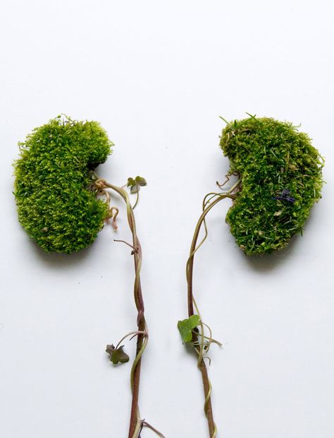 Eye Heart Spleen: Human Organs Made from Flowers and Plants by Camila Carlow  http://www.thisiscolossal.com/2014/06/eye-heart-spleen-human-organs-made-from-flowers-and-plants-by-camila-carlow/ Kidney Detox Cleanse, Massage For Women, Anatomical Art, Human Organs, Kidney Detox, Human Organ, Healthy Kidneys, Dangerous Minds, Kidney Cleanse