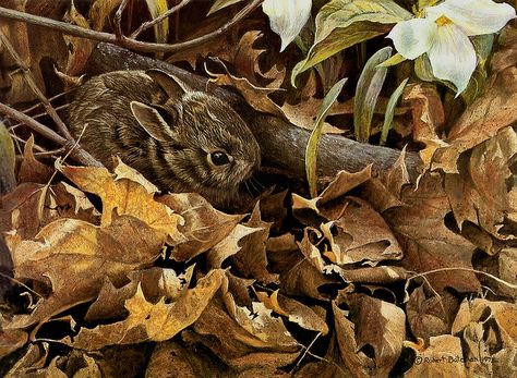 Robert Bateman "Among the Leaves - Cottontail" 1978 | Flickr - Photo Sharing! Golden Eagle Art, Robert Bateman, Cottontail Rabbit, Number Art, Eagle Art, Wildlife Artists, Limited Edition Giclee, Animals Artwork, Canadian Artists