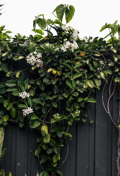 Madagascan Jasmine, Madagascar Jasmine, Vine Fence, Jasmine Vine, Jasmine Plant, Landscape Construction, Baby Grow, Home Landscaping, Garden Pool