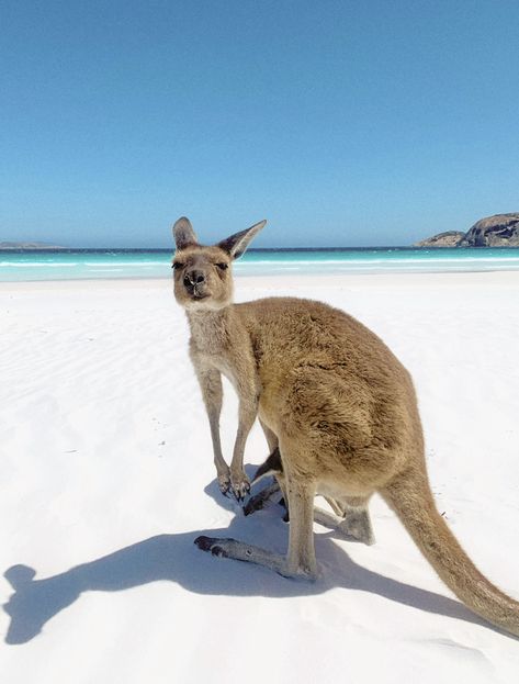 Australian Astethic, Kangaroo Aesthetic, Aesthetic Kangaroo, Aussie Aesthetic, Cottagecore Ghibli, Australia Travel Aesthetic, White Kangaroo, Pretty Beaches, Australia Aesthetic