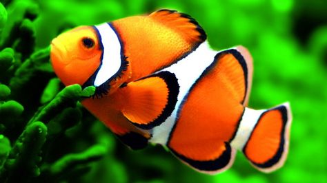 5 Filosofi Ikan yang Ternyata Mirip dengan Karakter Pak Jokowi | Pinterest | Tegg Sabrina | #berita #news #informasi #portalberita #malesnulis Nano Reef Tank, Marine Fish Tanks, Saltwater Aquarium Fish, Saltwater Fish Tanks, Marine Tank, Aquarium Driftwood, Salt Water Fish, Saltwater Fish, Saltwater Tank