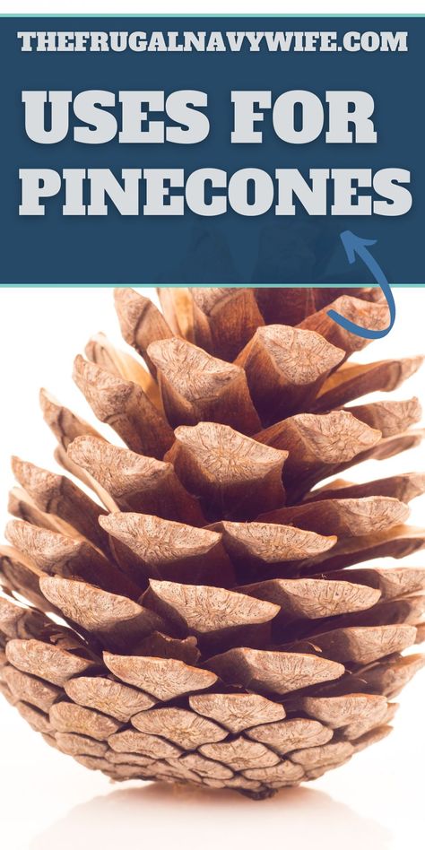 There are so many unique and creative uses for pinecones. From floral arrangements to craft projects, they can be utilized in a lot of ways. #usesfor #pinecones #frugalnavywife #crafts #decorations #frugalliving #frugaldiy | Frugal Living | Uses for Pinecones | Frugal DIY | Decorations | Crafting | Projects With Pinecones, Pinecone Uses, Giant Pine Cones Decorating Ideas, Uses For Pinecones, Pinecone Art For Kids, Crafts Using Pinecones, Large Pinecone Crafts Christmas, Large Pine Cone Crafts Ideas, Wreath In Living Room