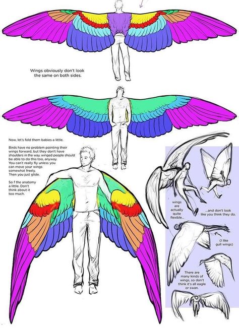 Wing Anatomy Reference, Winged Clothes, Wing Anatomy, Types Of Wings, Winged People, Bird People, Wings Drawing, Wings Art, 인물 드로잉