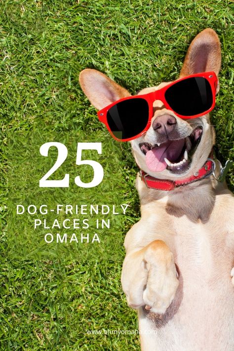 25+ Dog-Friendly Places In Omaha - Oh My! Omaha Dogs Captions Instagram Cute, Funny Dog Captions, Dog Instagram Captions, Good Morning Dog, Cute Captions, Reactive Dog, Photos With Dog, Dogs Training, Dog List