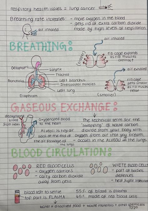 Explanation of breathing, gaseous exchange, blood circulation, blood cells, etc Respiration And Circulation Notes, Gcse Pe Notes, Blood Notes Anatomy, Gaseous Exchange Notes, Cpr Notes, Anatomy And Physiology Notes Study, Bio Notes, Nurse Study, Blood Work