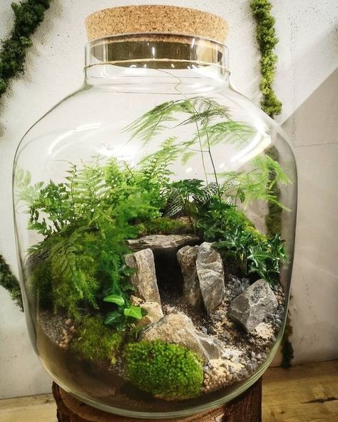 Best Terrarium Plants, Closed Terrarium Plants, Small Terrarium, Beautiful Terrariums, Mini Terrarium, Deco Nature, Moss Terrarium, Moss Garden, Terrarium Decor