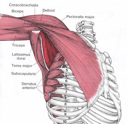 Pain Trying to Undo Your Bra Strap? It Could Be This Pair of Muscles… – August Point Wellness Subscapularis Muscle, Infraspinatus Muscle, Human Muscle Anatomy, Craniosacral Therapy, Yoga Anatomy, Human Body Anatomy, Human Anatomy Drawing, Muscle Anatomy, Human Anatomy And Physiology