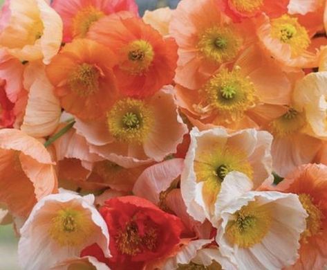 Apricot Crush - Pantone Color of the Year 2024 Pantone Flower, Apricot Crush, Pantone 2024, Color Of The Year 2024, Fleur Orange, Champagne Bubbles, Pantone Color Of The Year, Orange Roses, Year 2024