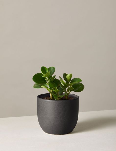 Peperomia Obtusifolia, Tanaman Pot, Plant Signs, Plant Care Houseplant, Zz Plant, Rubber Plant, Easy Care Plants, Low Light Plants, Spring Plants