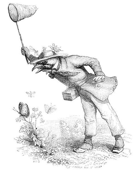 Butterfly Hunting – Old Book Illustrations Humanized Animals, Old Book Illustrations, Catching Butterflies, Design Campaign, Butterfly Net, Project Gutenberg, Pete The Cat, History Projects, Book Illustrations