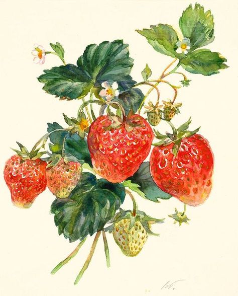 Strawberry Bush, Garden Strawberry, Strawberry Drawing, Strawberry Watercolor, Strawberry Art, Desen Realist, Watercolor Fruit, Strawberry Plants, 수채화 그림