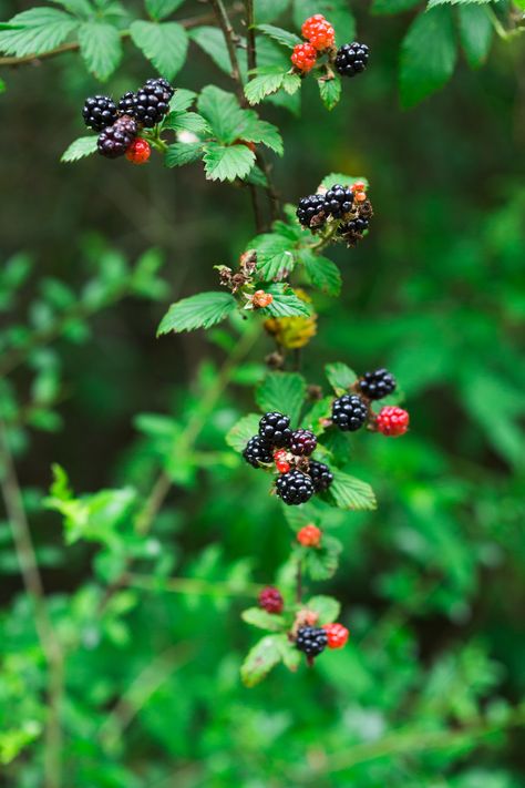 Dewberry Jam Recipe, Victorian Watercolor, Wild Blackberries, Country Cottagecore, Orchard Garden, Vegetable Pictures, Food Art Photography, Berry Picking, Jam Recipe