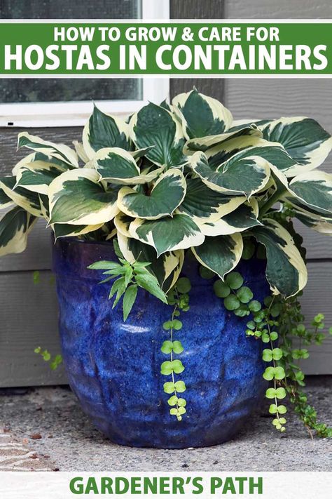 Hostas In Containers, Hostas In Pots, Hosta Care, Hosta Gardens, Indoor Plant Care, Flower Pots Outdoor, Low Light Plants, Home Landscaping, Container Flowers