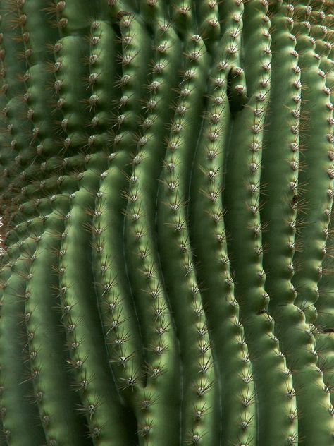 Beauty Fotografie, Macro Photography Tips, Photowall Ideas, Motifs Organiques, Macro Flower, Flower Texture, Texture Inspiration, Texture Photography, Green Cactus