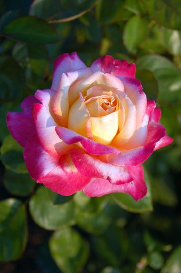 Read through this article to learn about the different types of roses you can find in any rose garden. Roses Landscape, Hybrid Tea Roses Garden, Hybrid Tea Roses Care, Roses Garden Care, Roses Growing, Rose Gardening, Hybrid Tea Rose, Roses Garden, Garden Wallpaper