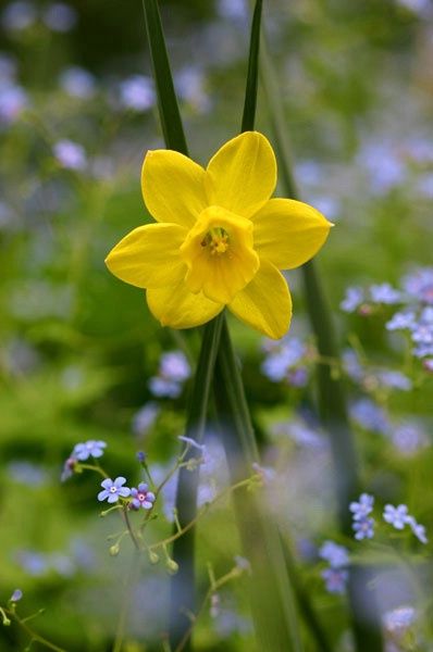 Wild Daffodils, Fav Flower, Daffodil Yellow, Spring Yellow, National Flower, Yellow Daffodils, Favorite Flower, Photography Classes, Favorite Flowers