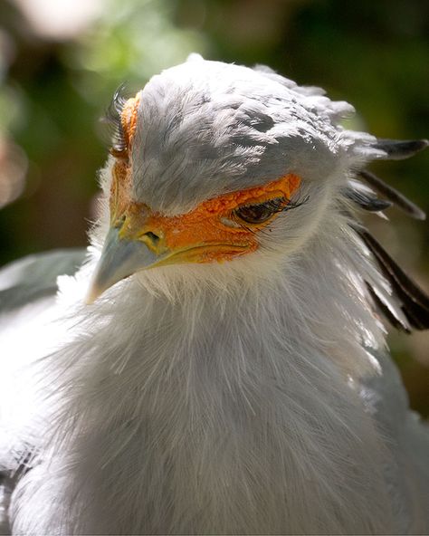 Sagittarius Serpentarius, Secretary Bird, Brian Connolly, Flight Feathers, Bird Identification, Long Eyelashes, Beautiful Eyelashes, Green With Envy, Pixar Movies