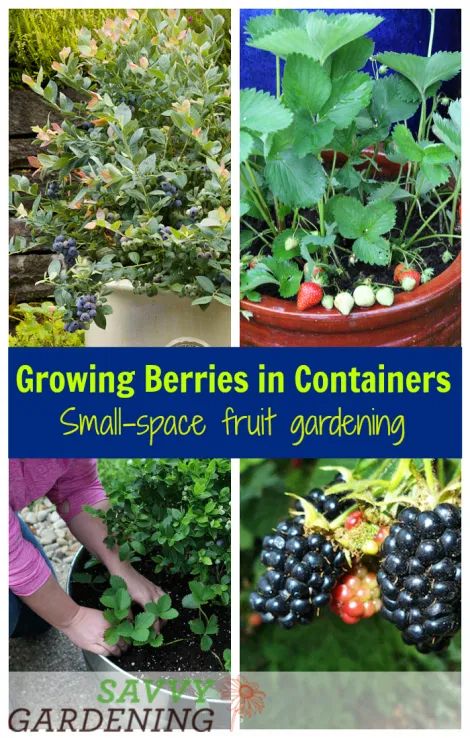 Fruit Garden Design, Growing Berries, Vertical Container Gardening, Compost Container, Container Garden Design, Garden Shrubs, Indoor Gardens, Container Gardening Vegetables, Fruit Garden