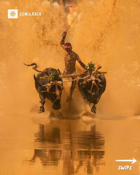 The Extreme Kambala Festival of Karnataka: Racing Through Tradition Kambala, an ancient festival in Karnataka, is a thrilling buffalo race that dates back over 800 years. Initially, Kambala was a way to honor the gods and seek blessings for a good harvest. Buffaloes, decorated and yoked in pairs, race across muddy fields in a spectacle of strength and speed. Historically tied to the agricultural communities, Kambala has evolved into a competitive event, where farmers and their buffaloes pus... Kambala Race, Karnataka Culture, Mangalore, In Pairs, Viral Post, Storytelling, Buffalo, Dates, Festival