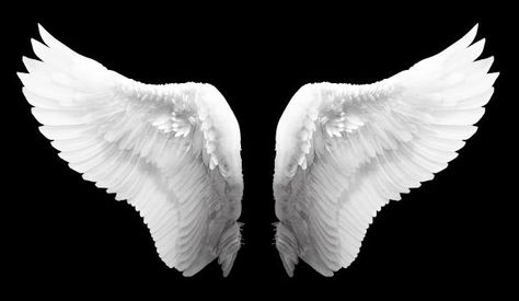 Angel Wings Images, Wings Png, White Angel Wings, Bird Free, Mythical Beast, White Angel, White Wings, Angel Pictures, 판타지 아트