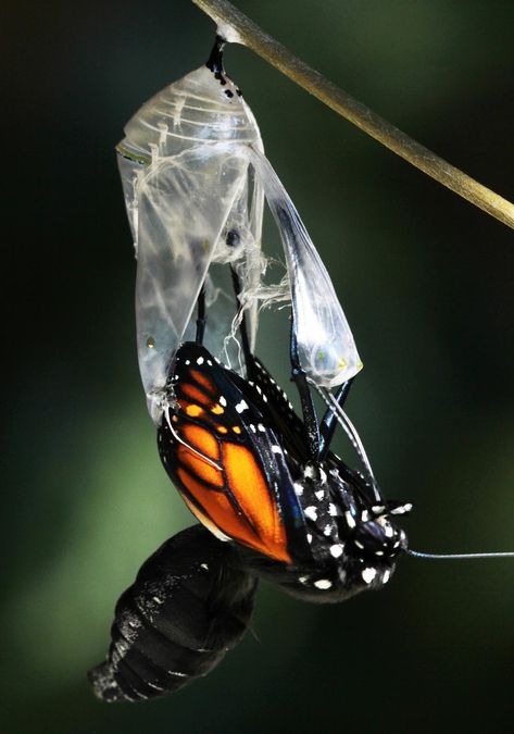 All of Nature: Monarch Butterfly Emerging From Chrysalis Butterfly Emerging From Chrysalis, Butterfly Breaking Out Of Cocoon, Monarch Butterfly Caccoon, Butterfly Leaving Cocoon, Butterfly Out Of Cocoon, Butterfly From Cocoon, Butterfly In Cocoon, Butterfly Coming Out Of Cocoon, Butterfly Emerging From Cocoon