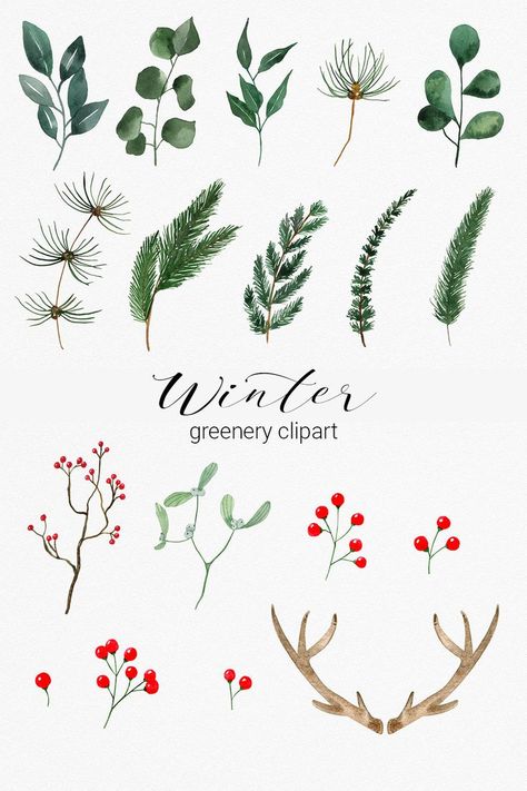 Winter Tree Drawing, Winter Florals, Winter Greenery, Watercolor Winter, Winter Bouquet, Winter Watercolor, Winter Illustration, Pine Branches, Winter Plants