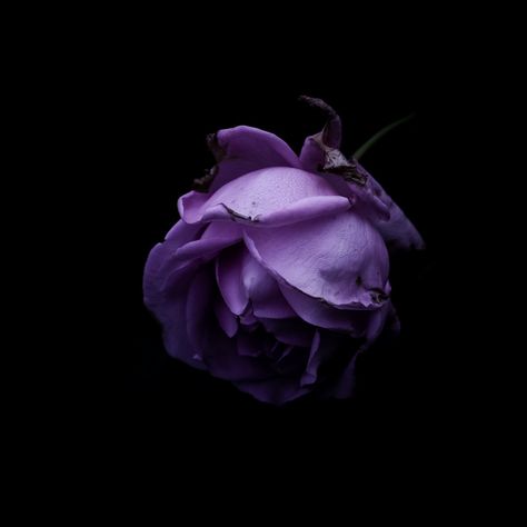 Ashes Aesthetic, Light Purple Wallpaper, Violet Aesthetic, Rose Dark, Purple Plants, Lavender Aesthetic, Aesthetic Roses, Flower Outline, Green Things