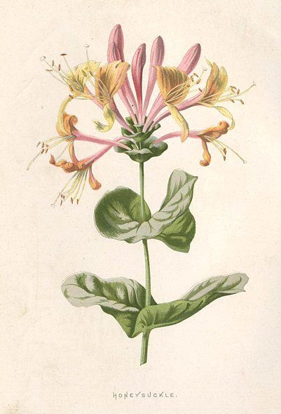 Honeysuckle Tattoo, Honeysuckle Plant, Botanical Drawing, Honeysuckle Flower, Vintage Botanical Prints, Flower Prints Art, Plant Illustration, Botanical Drawings, Botanical Flowers