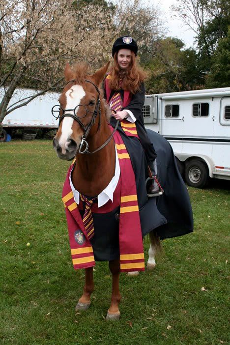 . Horse Halloween Ideas, Horse Fancy Dress, Harry Potter Kostüm, Horse Halloween Costumes, Cute Horse Pictures, Harry Potter Cosplay, Horse Costumes, Horse Dress, Funny Horses