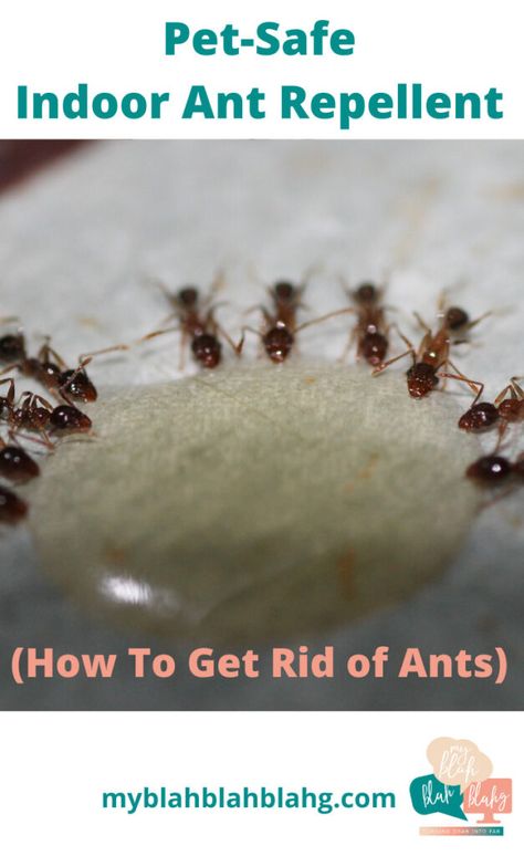 Indoor Ant Repellent: How To Get Rid Of Ants Indoors- Kid safe, Natural, Pet Safe, Tips and Trick- My Blah Blah Blahg Ant Repellent Diy Indoor, Ants Repellent Diy, Stink Bug Repellent, Ant Remedies, Ant Killer Recipe, Repellent Diy, Ant Spray, Ant Repellent, Bug Spray Recipe